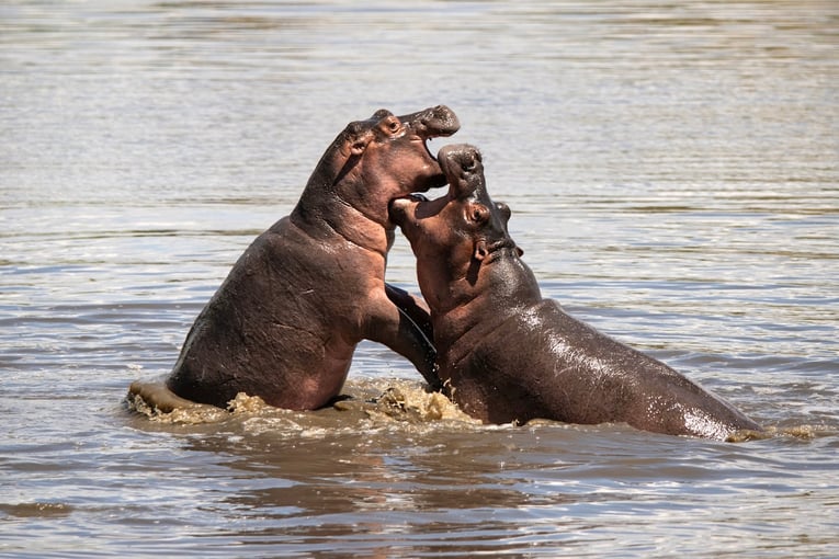 &Beyond Grumeti Serengeti River Lodge Tanzania-Grumeti-Serengeti-River-Lodge-wildlife-hippos-playing-in-river