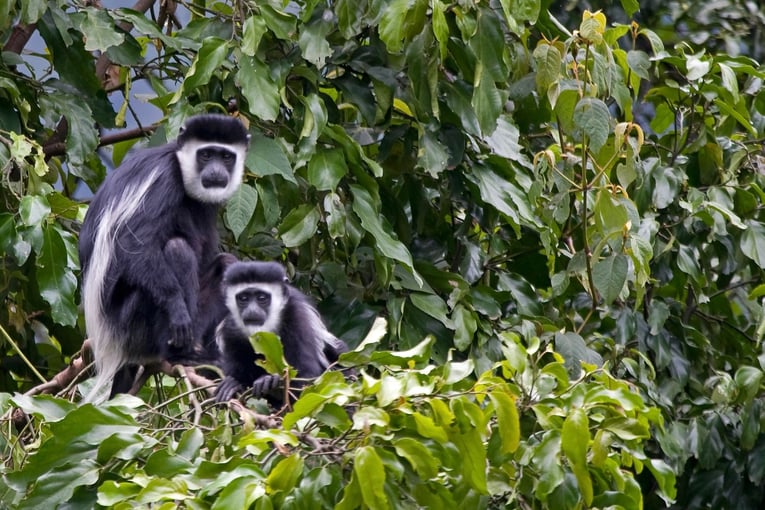 &Beyond Grumeti Serengeti River Lodge black-and-white-colobus-monkeys-at-grumeti
