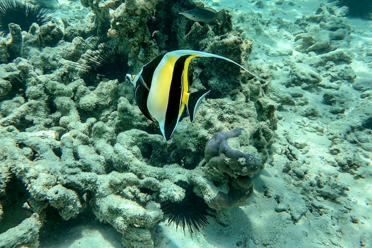 &Beyond Mnemba Island, Tanzanie – Zanzibar | Exclusive Tours Zanzibar-Mnemba-Island-scuba-diving-marinelife-02-1