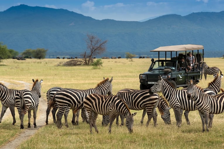 &Beyond Ngorongoro Crater Lodge zebra-and-vehicle-on-a-honeymoon-safari