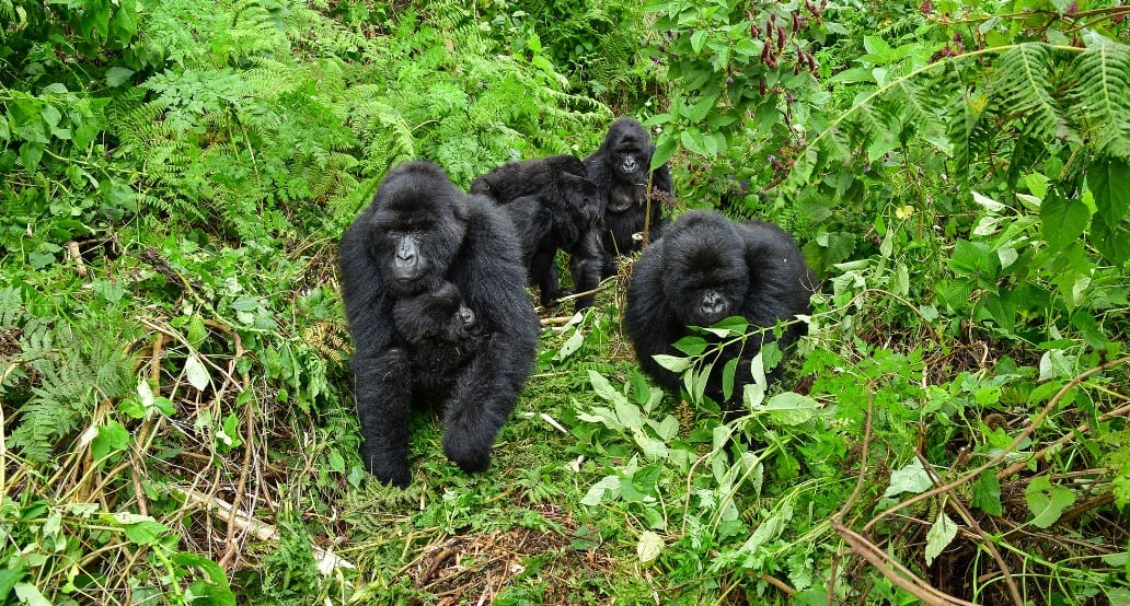 10 Pozorování goril horských ve Rwanda-1
