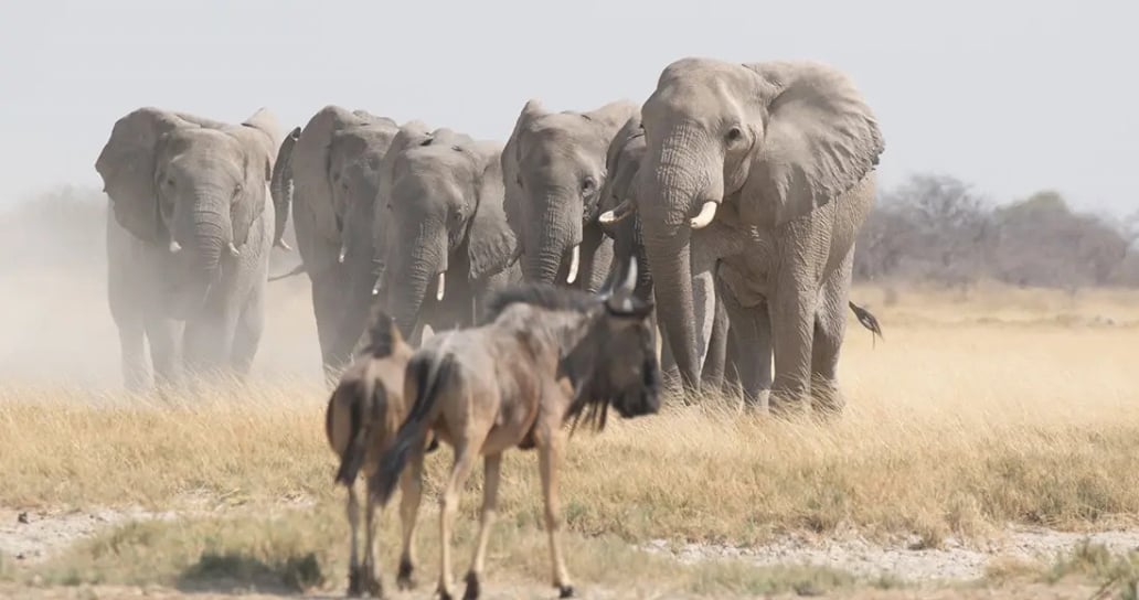1032x544 Jack’s Camp, Afrika, Botswana | Exclusive Tours Aktivity
