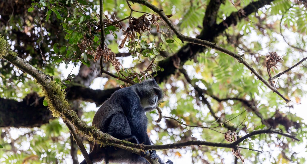 1032x544 Kilimanjaro opice | Exclusive Tours