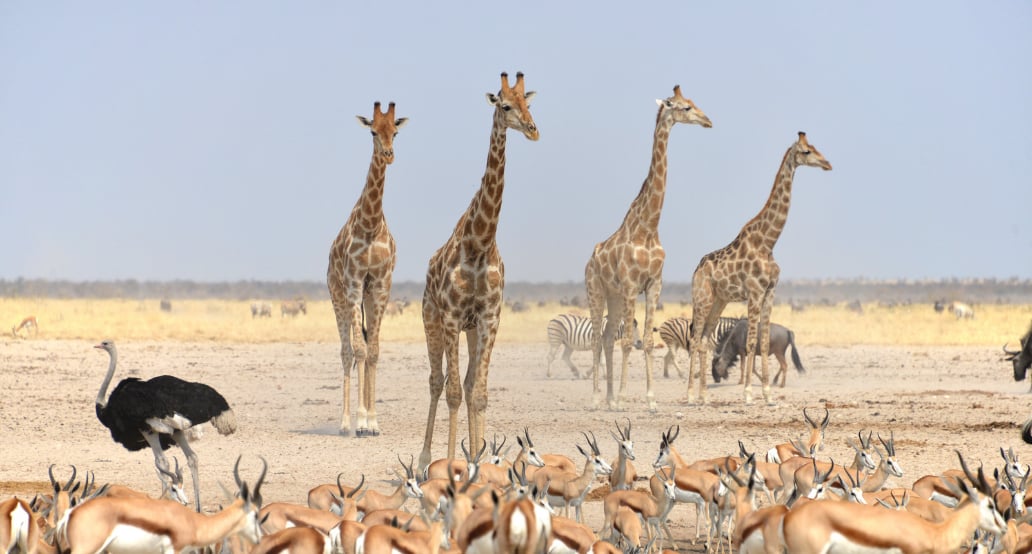1032x544 Namibie, Etosha