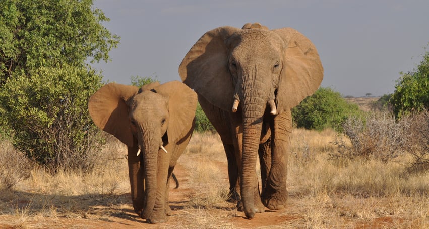 1032x544 Safari | Exclusive Tours-2
