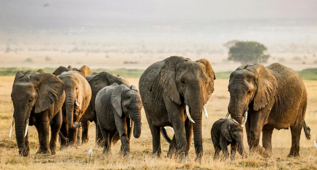 1032x544 Safari | Exclusive Tours