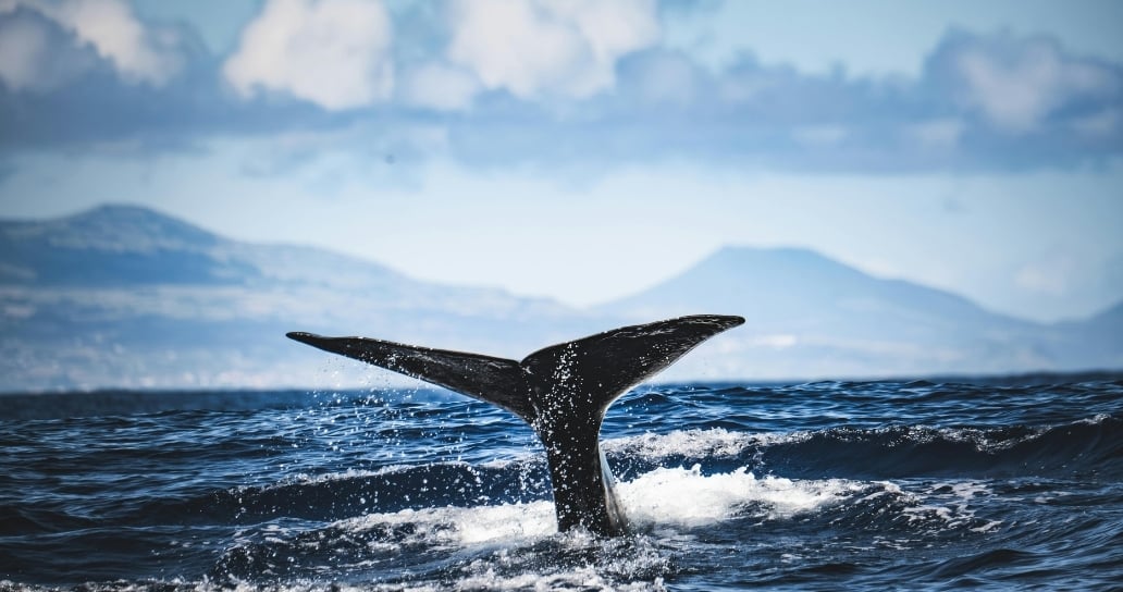 moře, velryba, ploutev