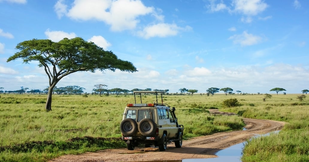 safari