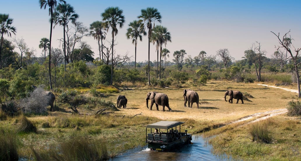 1032x554 &Beyond Sandibe Okavango Safari Lodge Herd-of-Elephants-walking-while-guests-cross-channel-on-a-Safari-Game-Drive-in-Botswana