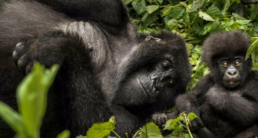 1032x554 1 One&Only Gorillas Nest