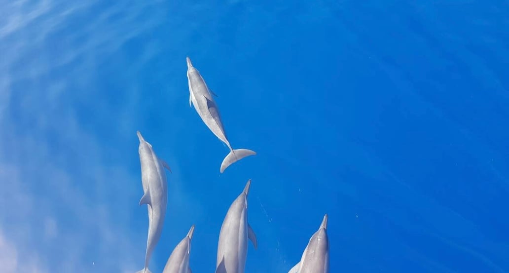 1032x554 Ayada dolphins