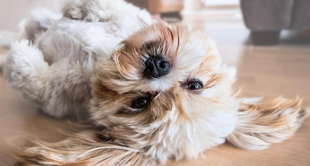 1032x554 Bernini Palace Hotel_bernini_palace_pet_friendly_testata