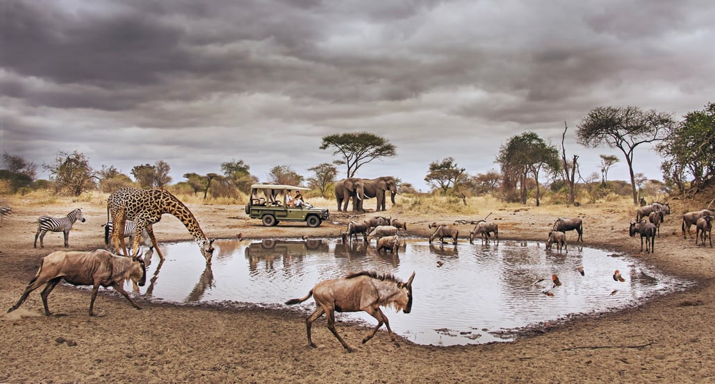 1032x554 Chem Chem 6400e05117738cdb161ff280_Little-Chem-Chem-Safari-Tanzania-East-Africa-Experience-Game-Drive-Waterhole-Wildlife