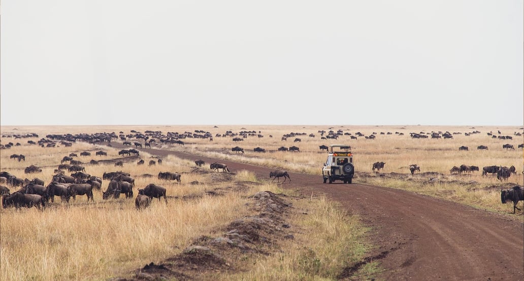 1032x554 Mara Serena Safari Lodge Masai Mara game-drive