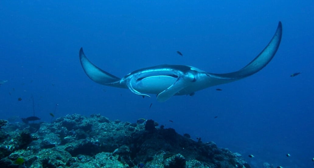 1032x554 Milaidhoo Milaidhoo-Maldives-underwater-manta-rays-4