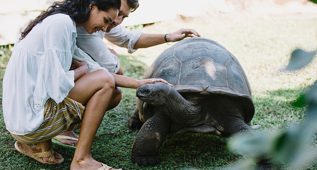1032x554 Raffles Seychelles RPS_Tortoise-Park