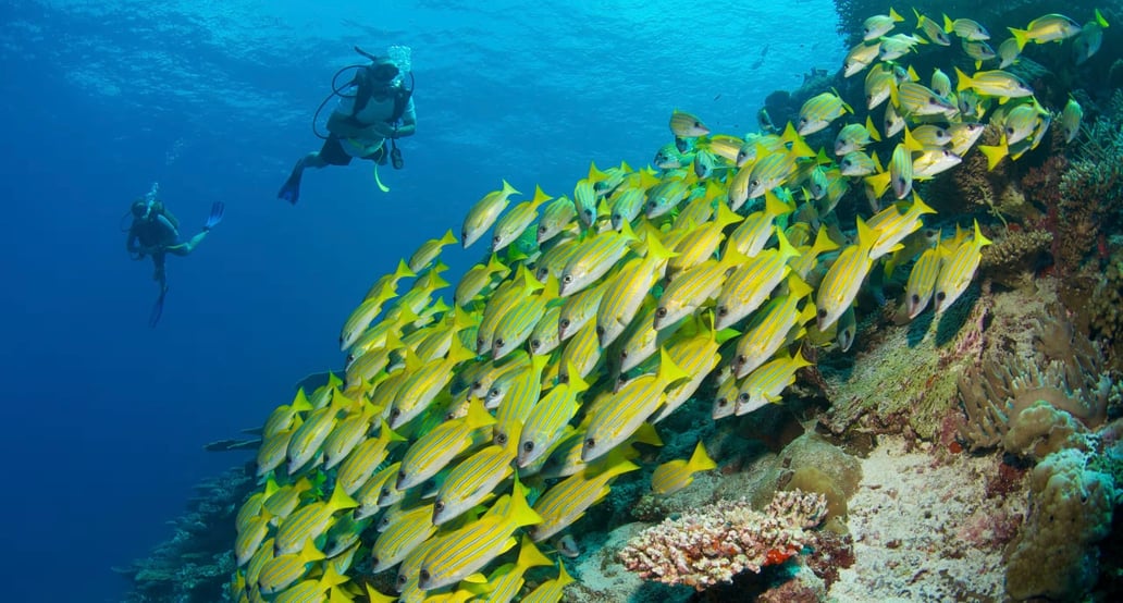 1032x554 Six Senses Laamu laamu-maldives-diving