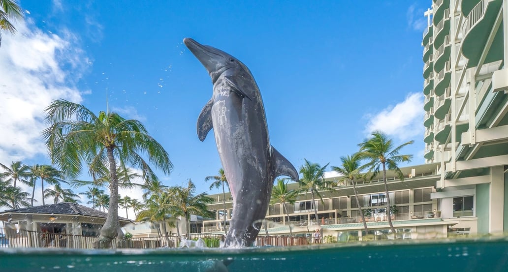 1032x554 The Kahala Hotel & Resort 1542647691-dolphin_3-8408_desktop