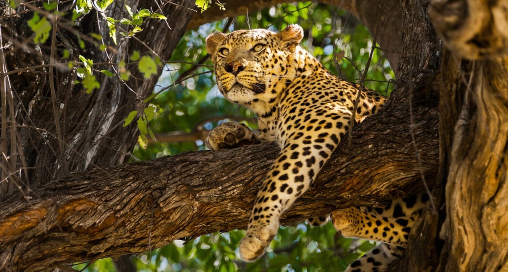 1032x554 leopard shutterstock_337530995