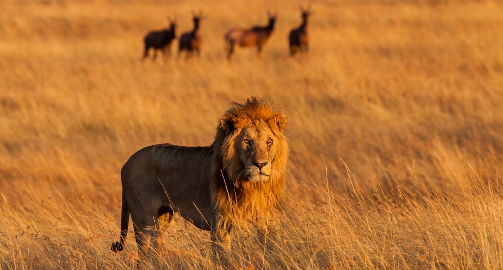 1032x554_Afrika_Safari_Keňa_shutterstock_156151316