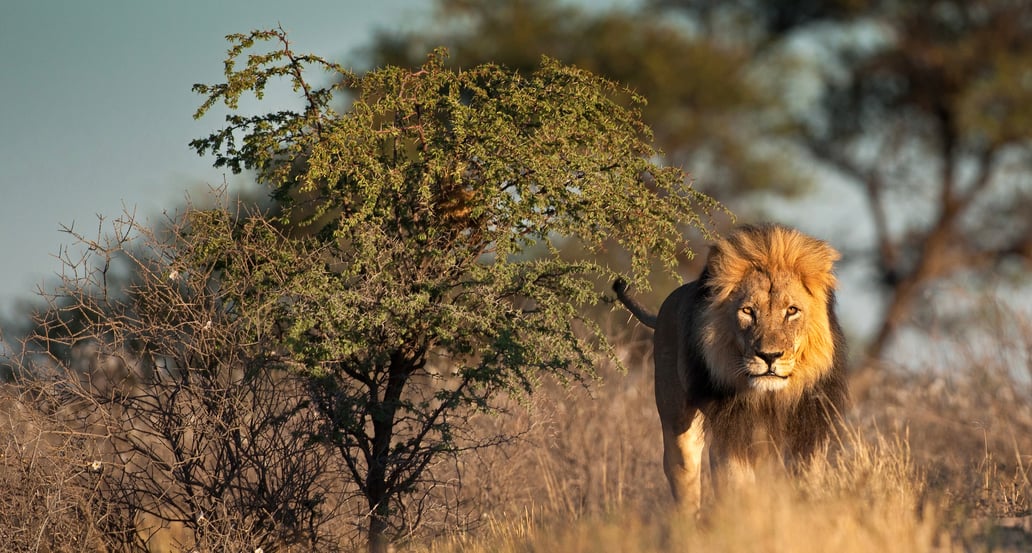 1032x554_Afrika_Safari_shutterstock_261879623