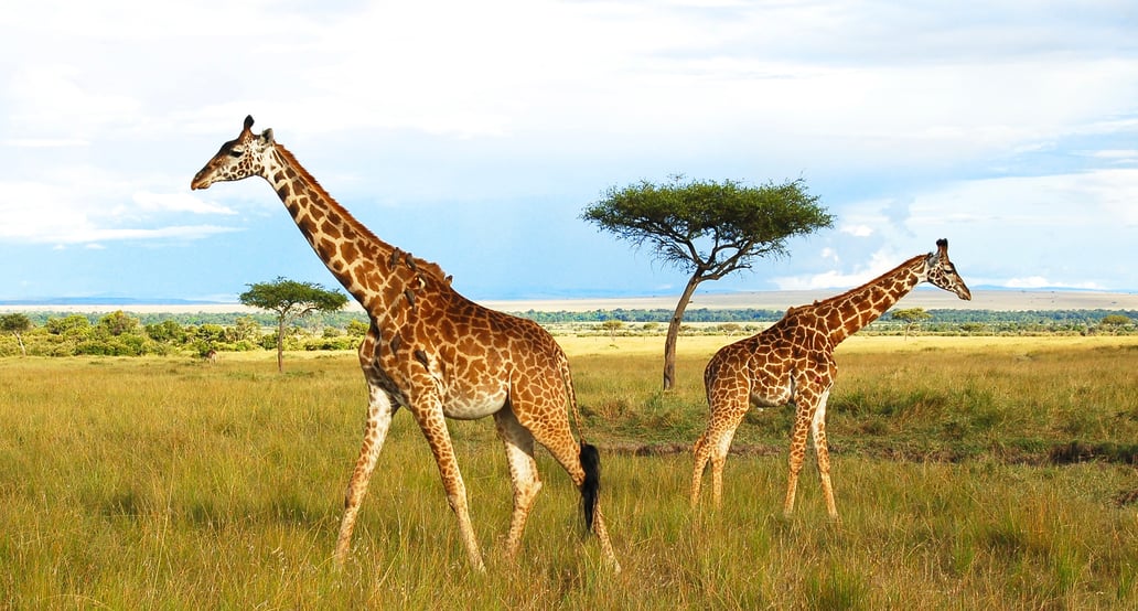 1032x554_Afrika_Safari_shutterstock_464247959
