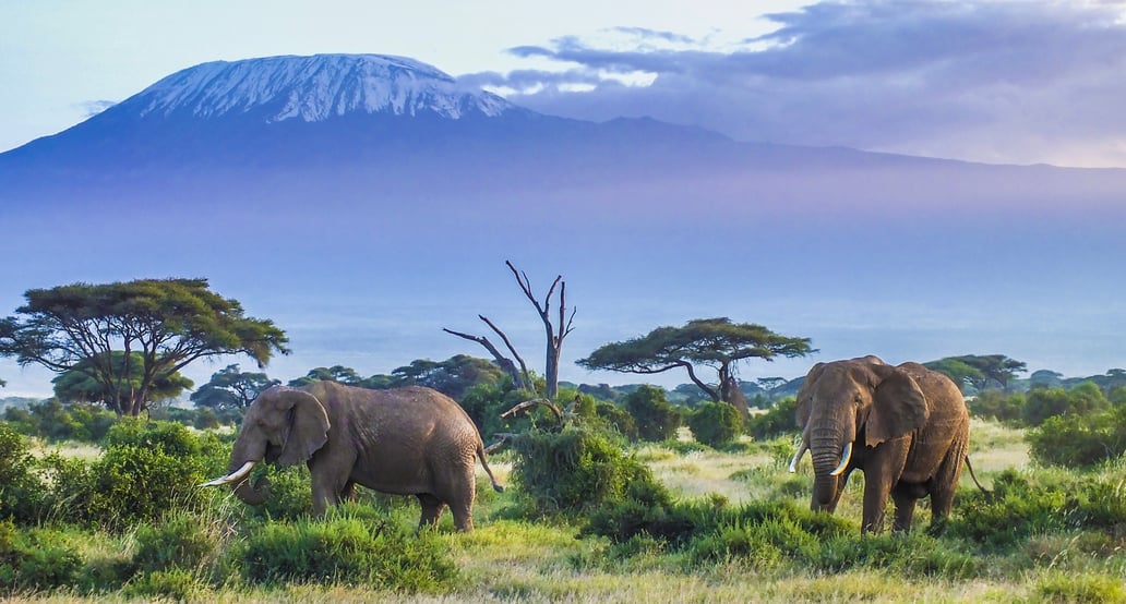 1032x554_Afrika_Safari_shutterstock_601859093