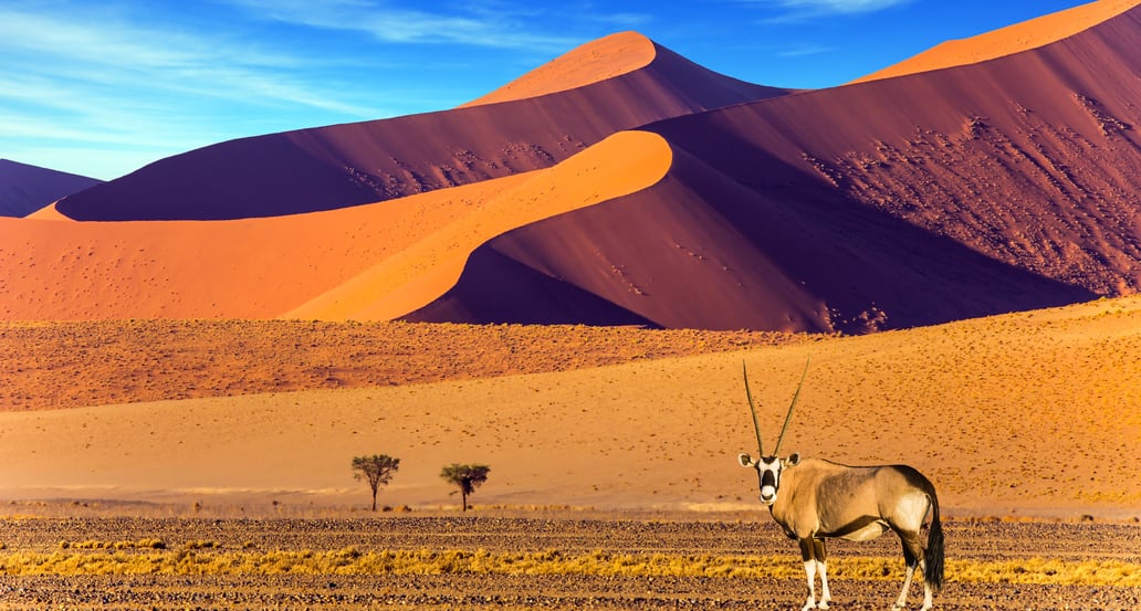 1032x554_Afrika_Safari_shutterstock_754071406