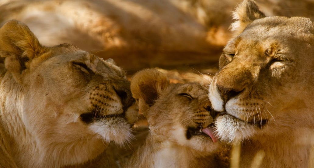 1032x554_Madikwe Game Reserve_shutterstock_587800427