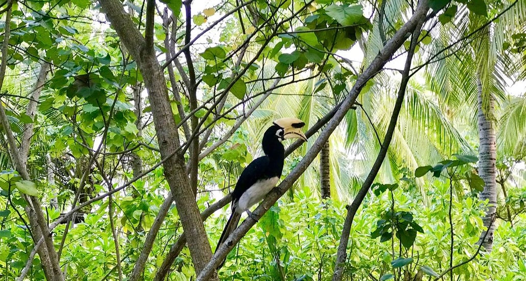 1032x554__Song Saa, Kambodža_island_safari_hornbill_1