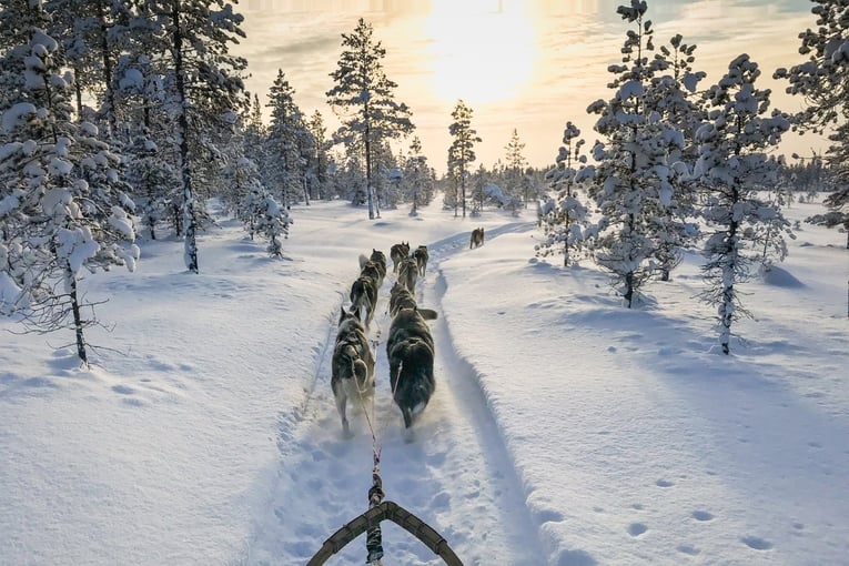 psí spřežení, sníh