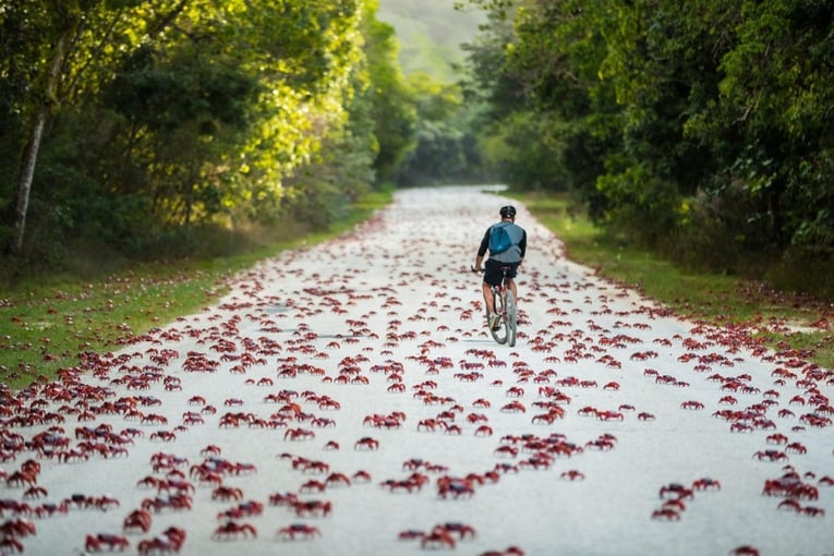 krabi, příroda, muž na kole