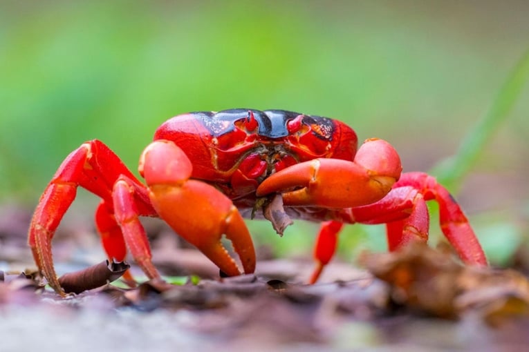 krab