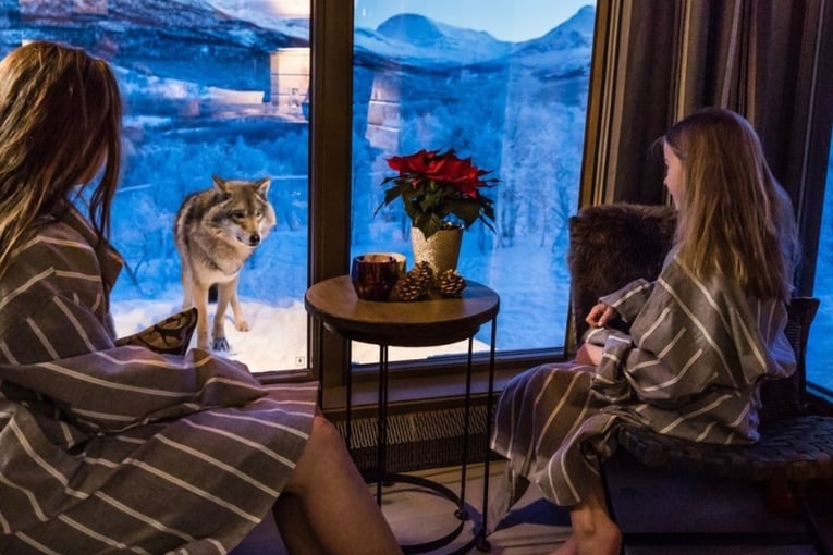 lidé, vlci za oknem