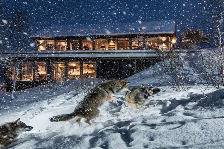 lodge, sníh, vlci