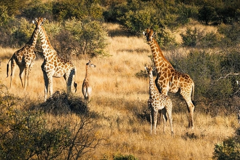 1200 x 800 Zannier Omaanda Lodge, Namibie, Afrika _ Exclusive Tours_žirafy