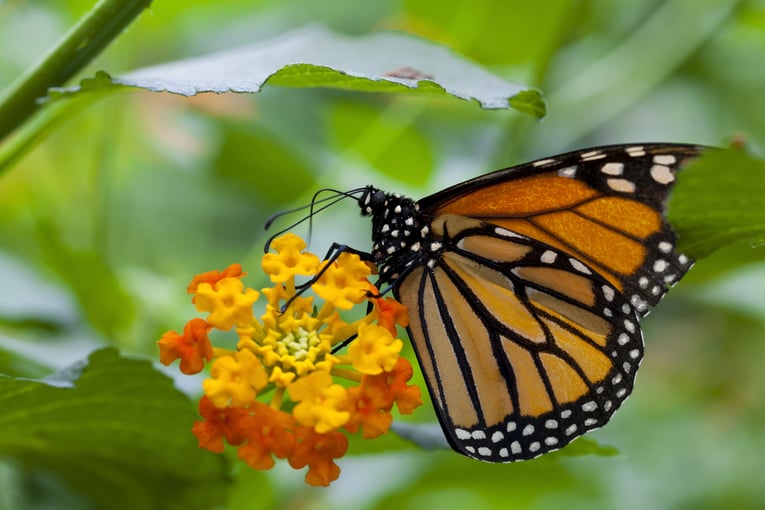 1200x800_Mexiko_sshutterstock_110070908