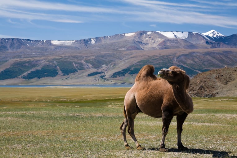 1200x800_Mongolsko_shutterstock_376282687