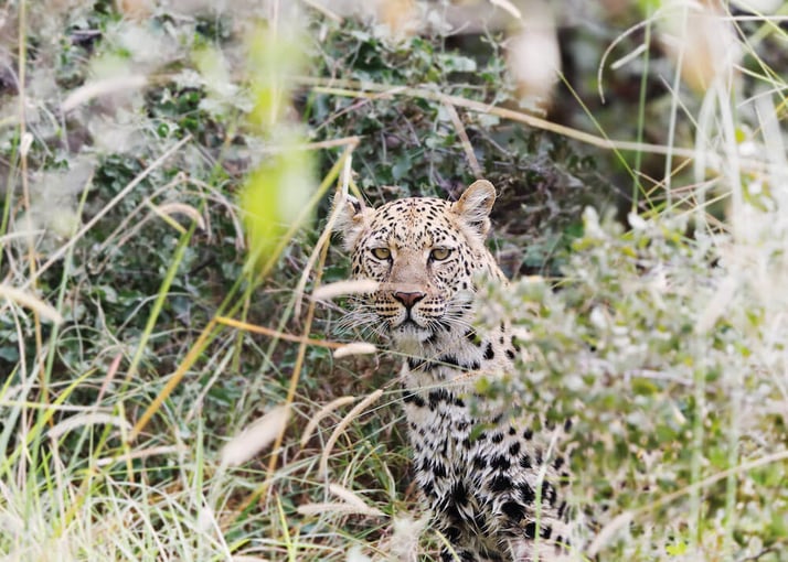1200x800_mapula lodge_34Mapula-Lodge-Wildlife-Leopard-hiding