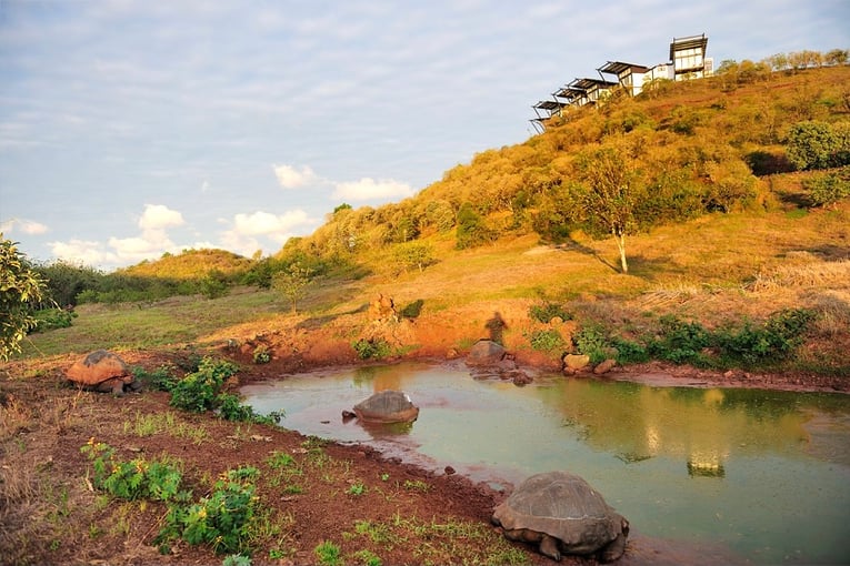 1200x800_pikaia_lodge_turtle-reservation2