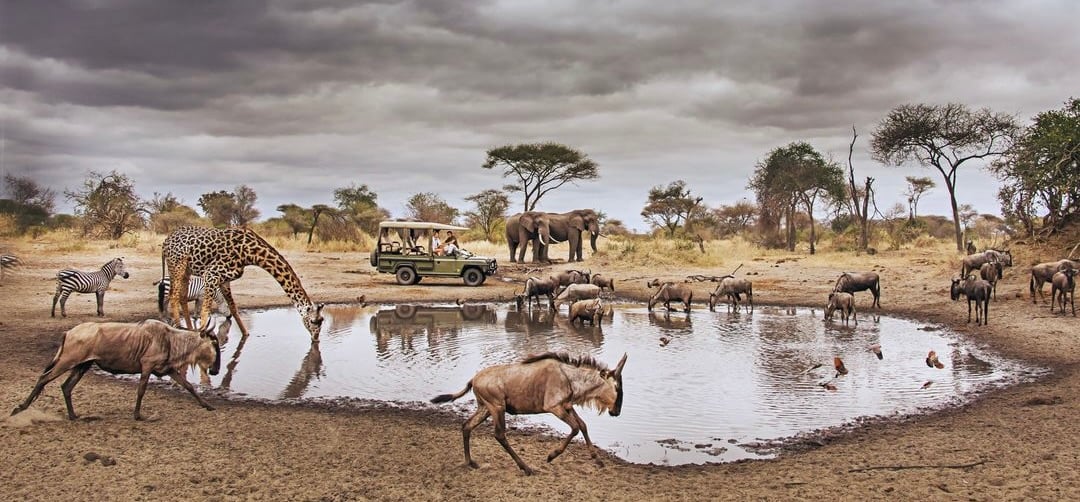 1450x674 Chem Chem safari lodge 6400e05117738cdb161ff280_Little-Chem-Chem-Safari-Tanzania-East-Africa-Experience-Game-Drive-Waterhole-Wildlife-p-1080