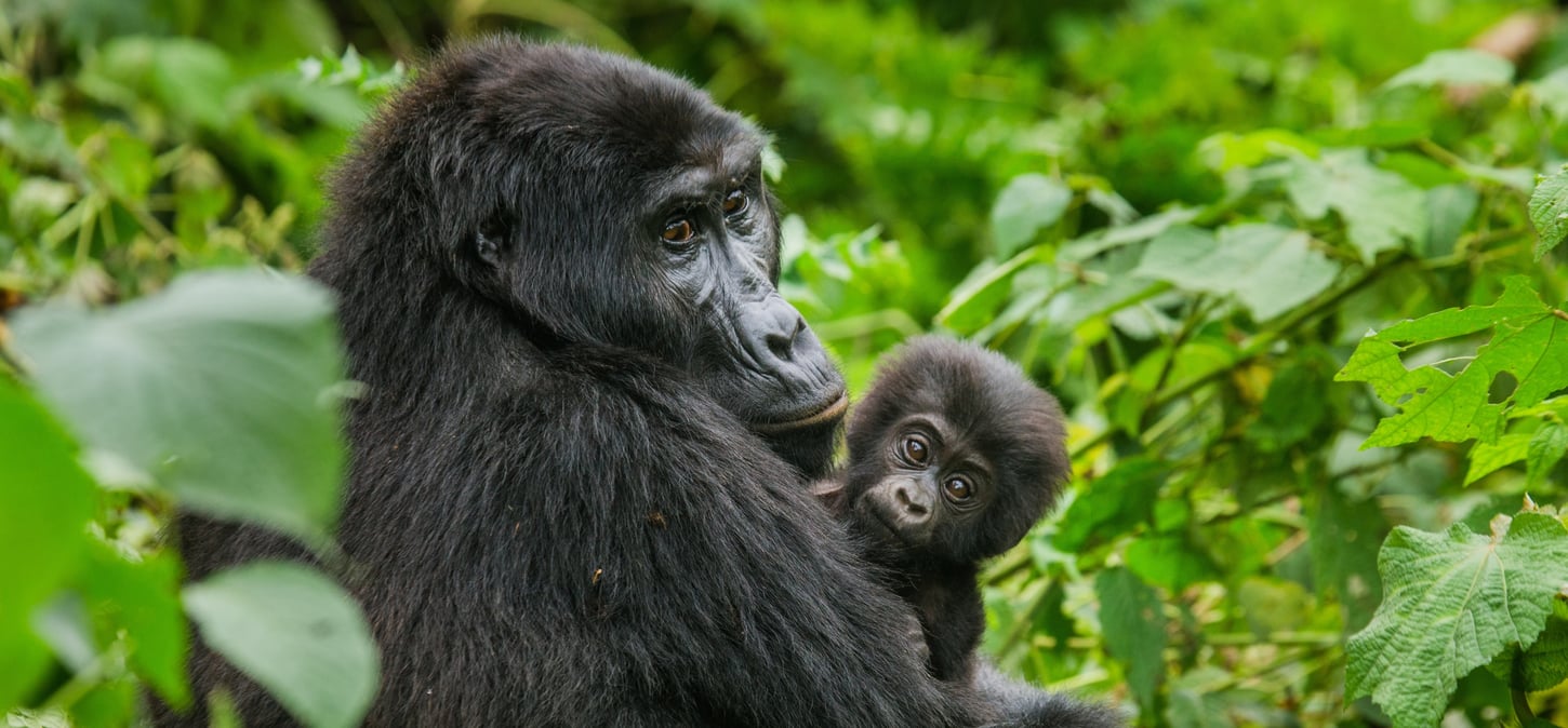 1450x674 cover Pozorování goril horských ve Rwanda