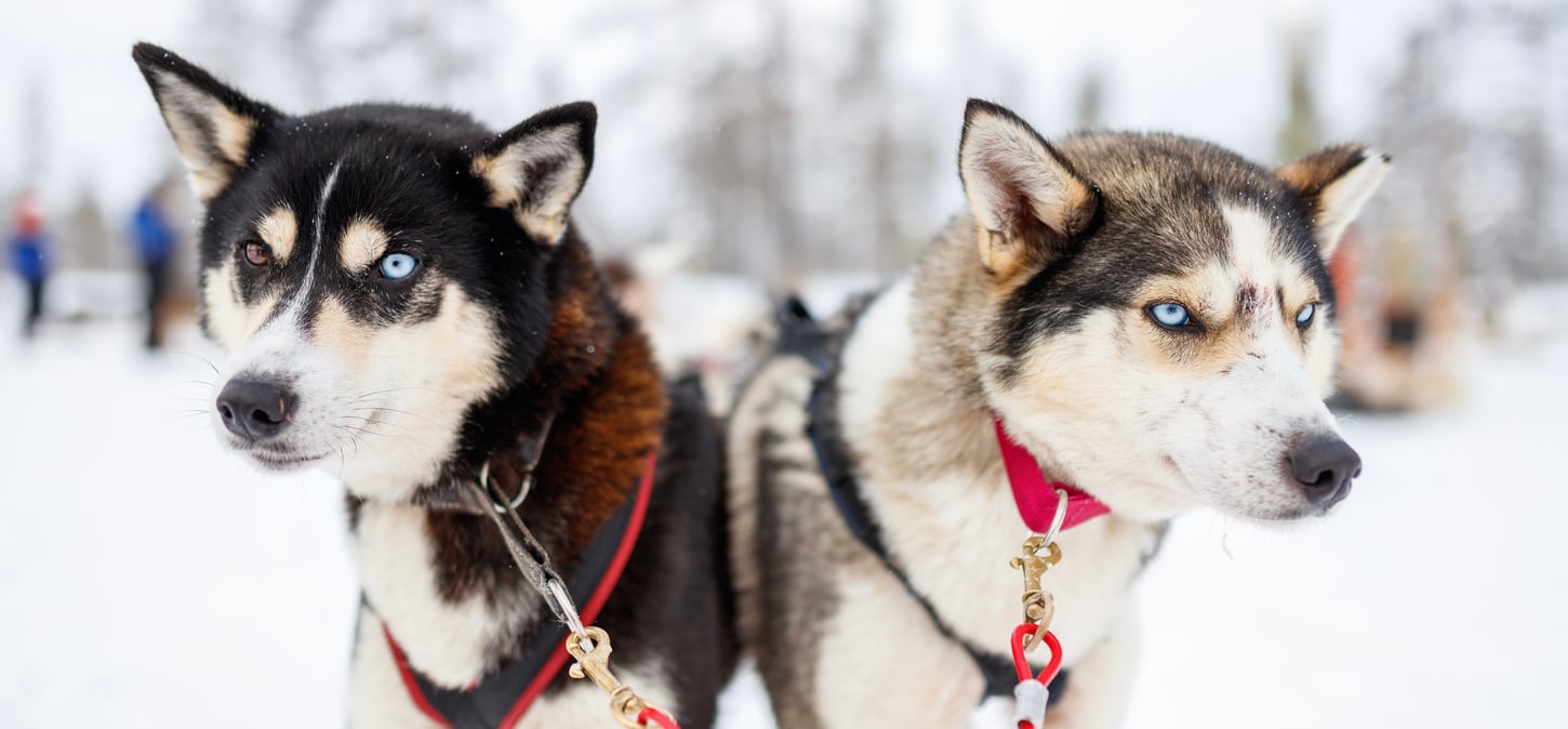 Finsko, Laponsko, Husky