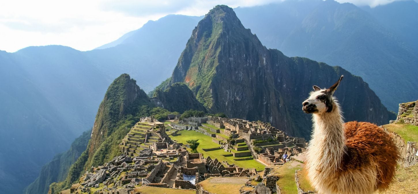 Machu Picchu, lama