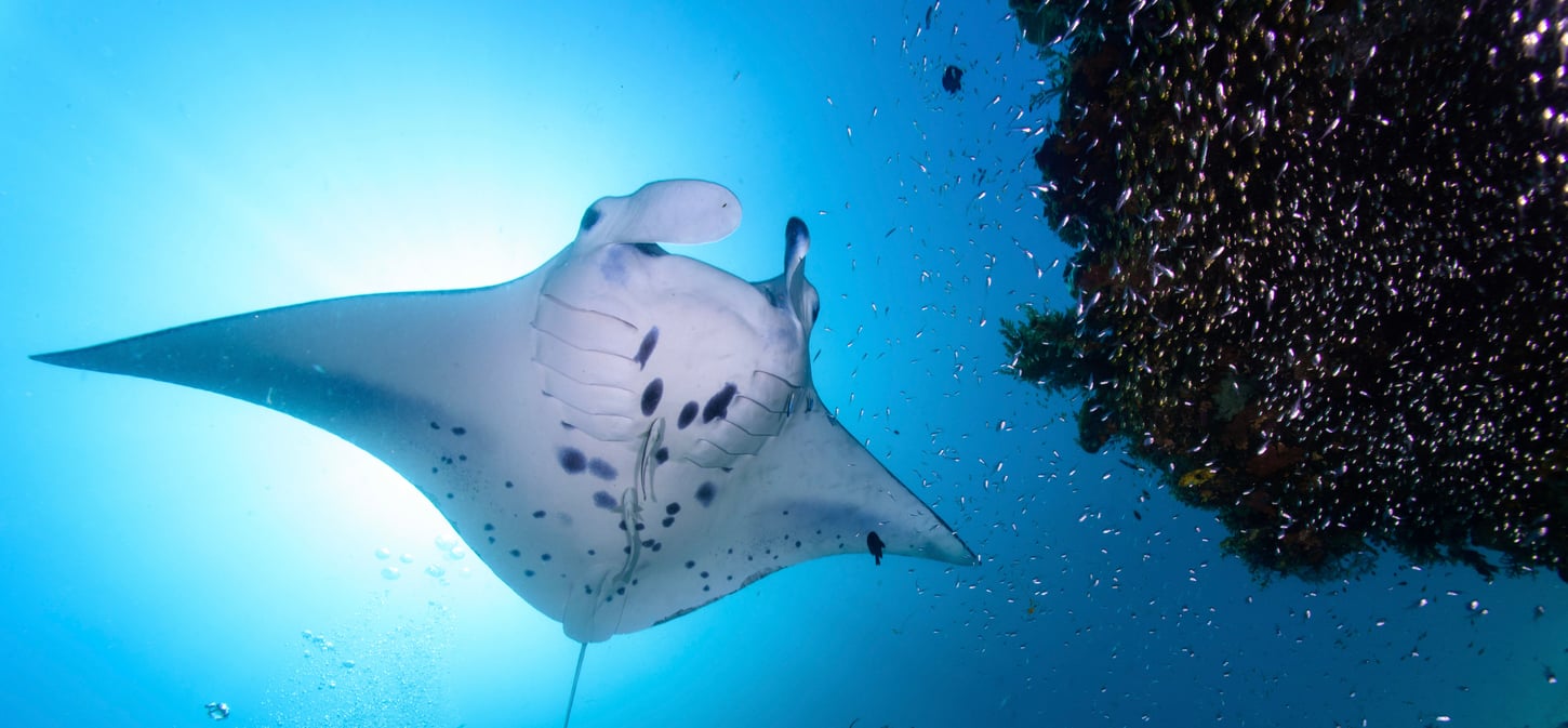 1450x674_Manta obrovská_shutterstock_354977180