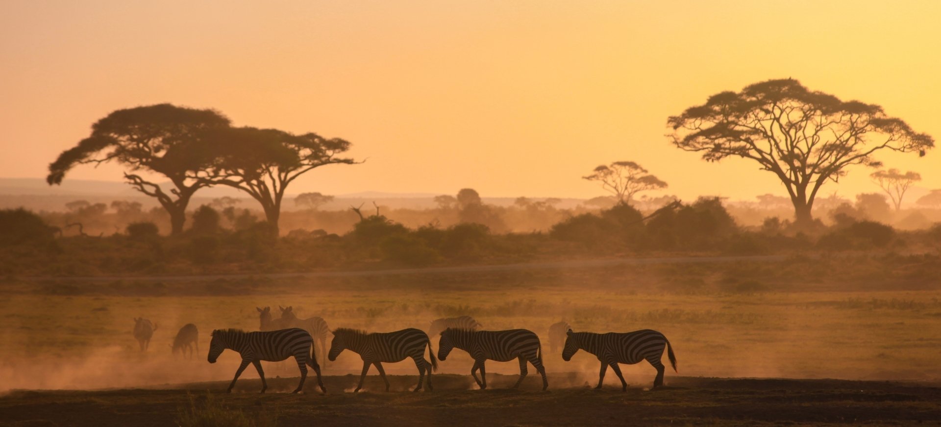 safari