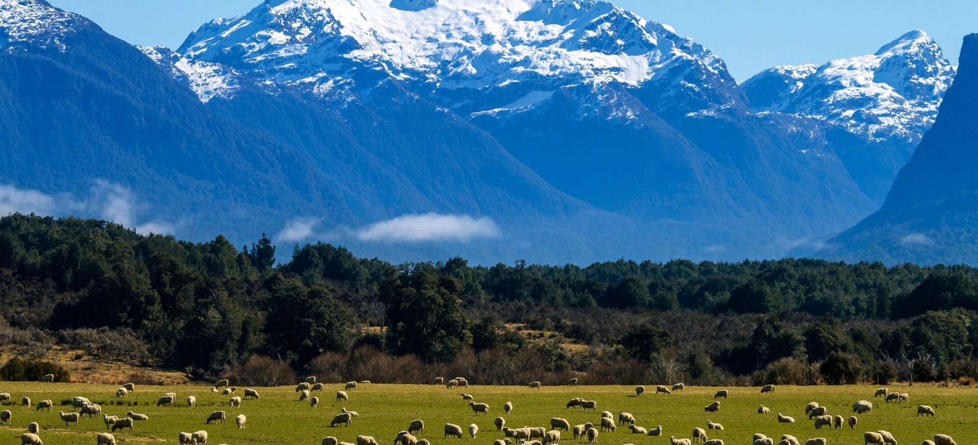 Nový Zéland, ovce, hory