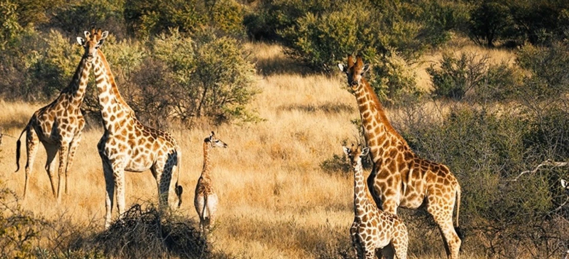 1920x873 Zannier Omaanda Lodge, Namibie, Afrika | Exclusive Tours_žirafy