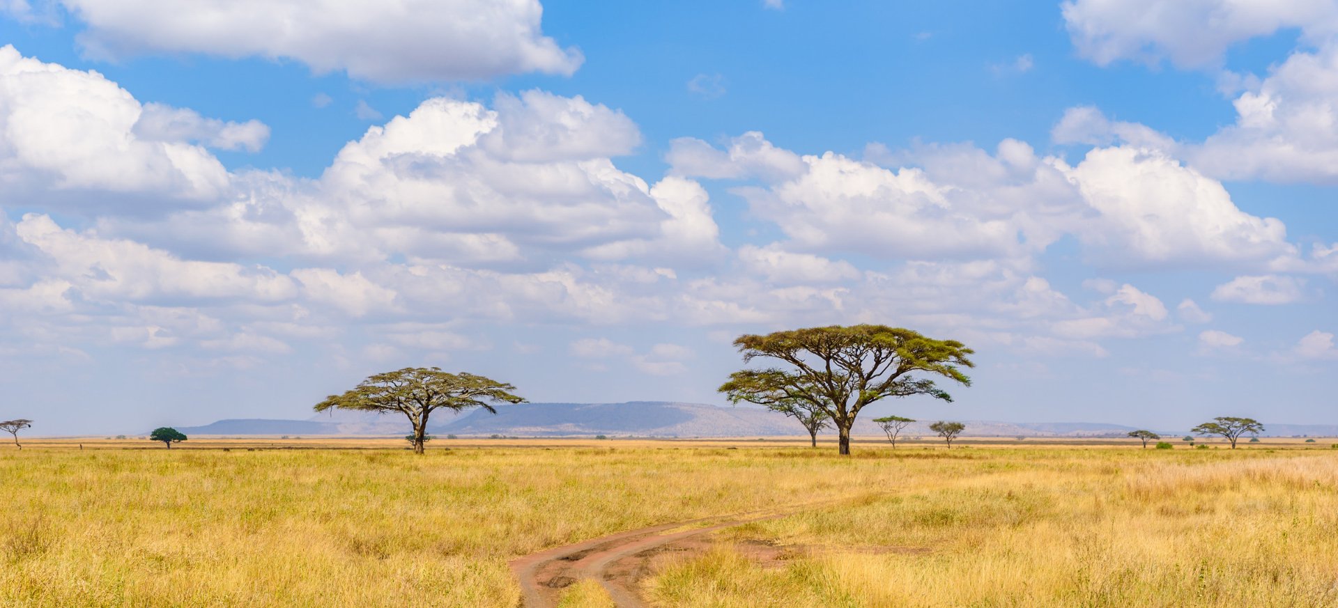 1920x873 safari | Exclusive Tours