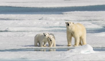 POLÁRNÍ SAFARI: Ve světle půlnočního slunce | Exclusive Tours